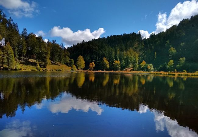 La Forêt Noire