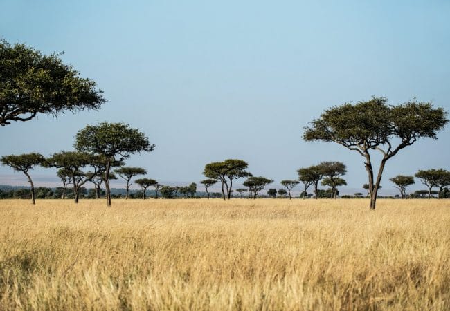 Le parc Kruger