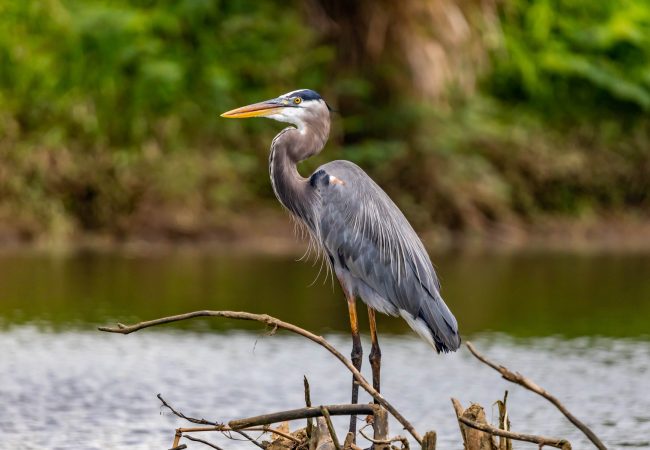 Les Everglades