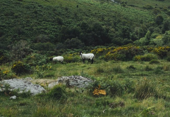 Le parc national du Dartmoor